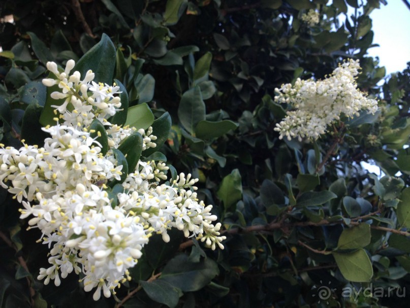 фото Ramada Plaza Marco Polo