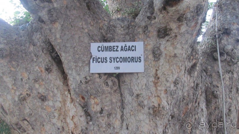 фото Djerba Les Dunes
