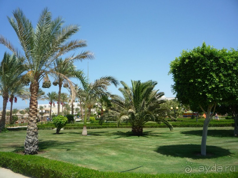 фото Desert Rose Resort