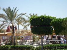 фото Desert Rose Resort