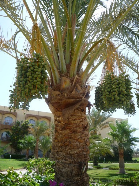 фото Djerba Holiday Beach