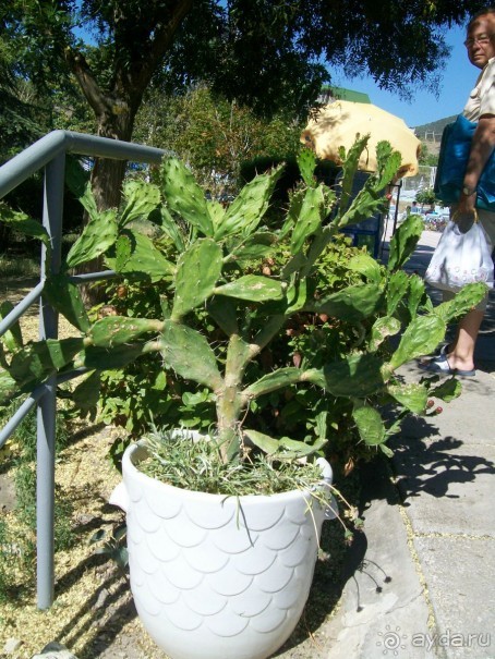 территория