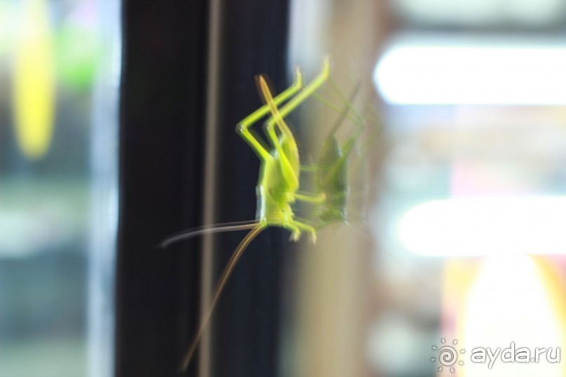 Хороший отель