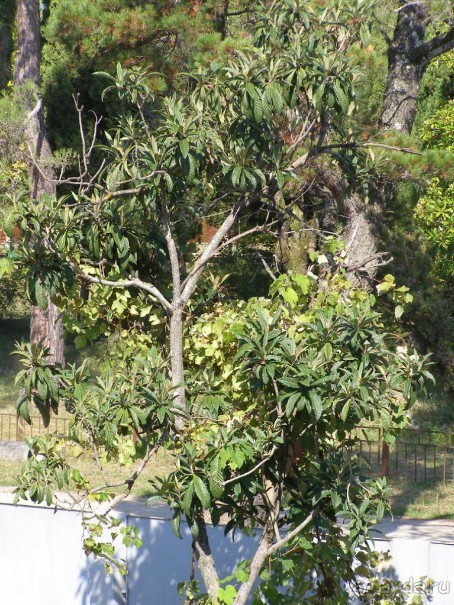 моя Абхазия