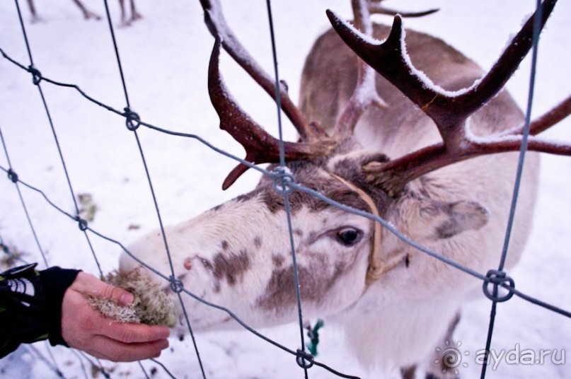 Рождество на семейном курорте БОМБА