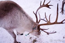 Рождество на семейном курорте БОМБА