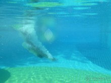 хлору наливают, но на коже это не отражается. сам бассейн и вода чистые