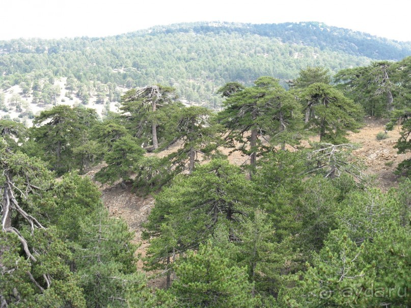 ОТЗЫВ «Club Pyla Beach Resort» («TSIALIS HOTEL APARTMENTS»)