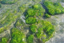 фото Orient Palace