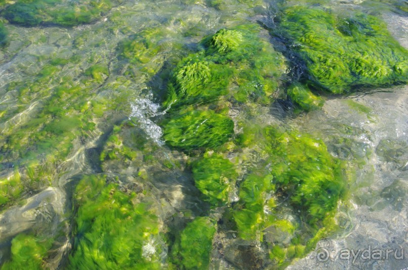 фото Orient Palace