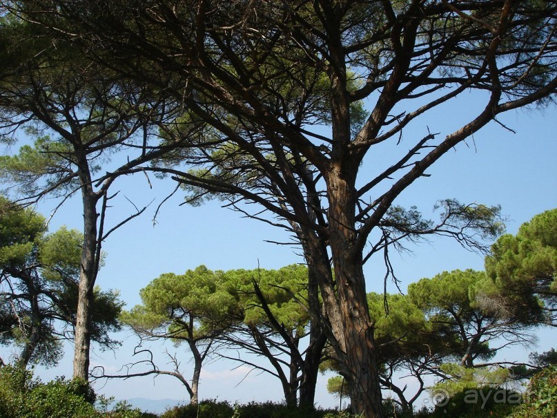 Королевский форт