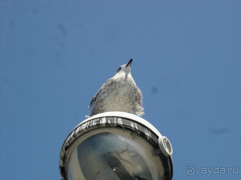 Королевский форт