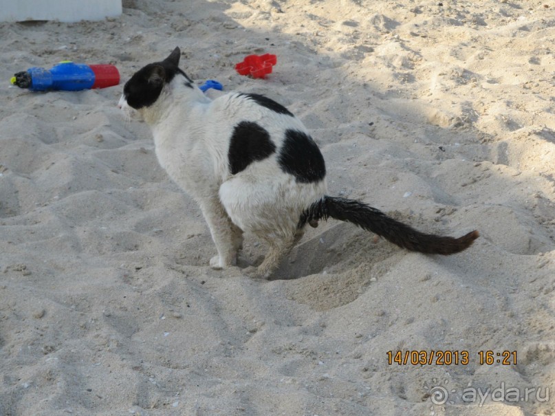 фото Flamingo Beach Resort