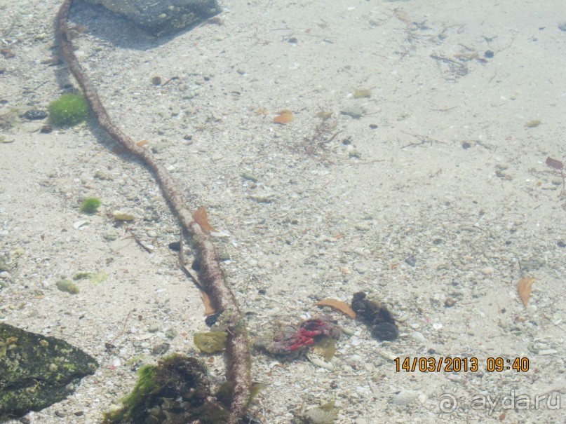 фото Flamingo Beach Resort