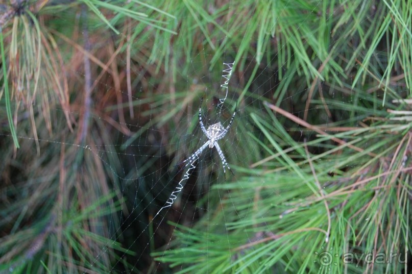 Сервис?  А что это?