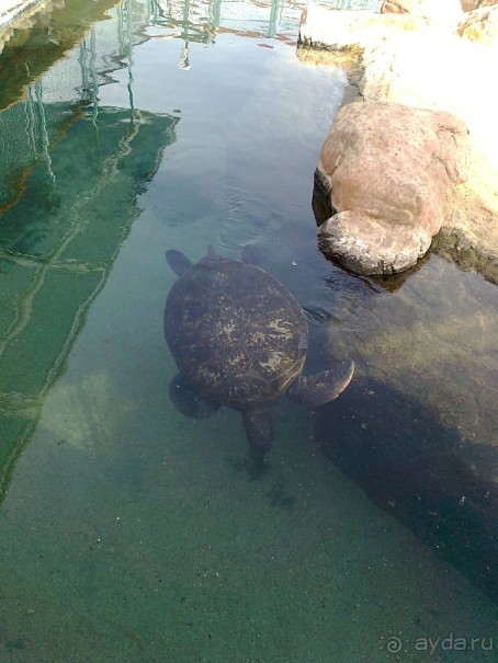 фото Comfort Hotel Eilat