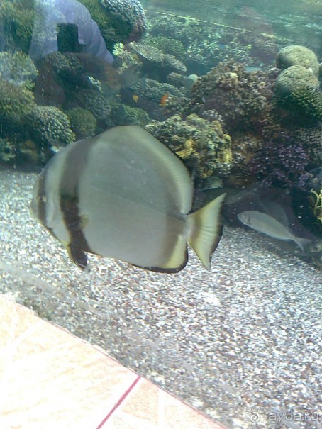 фото Comfort Hotel Eilat