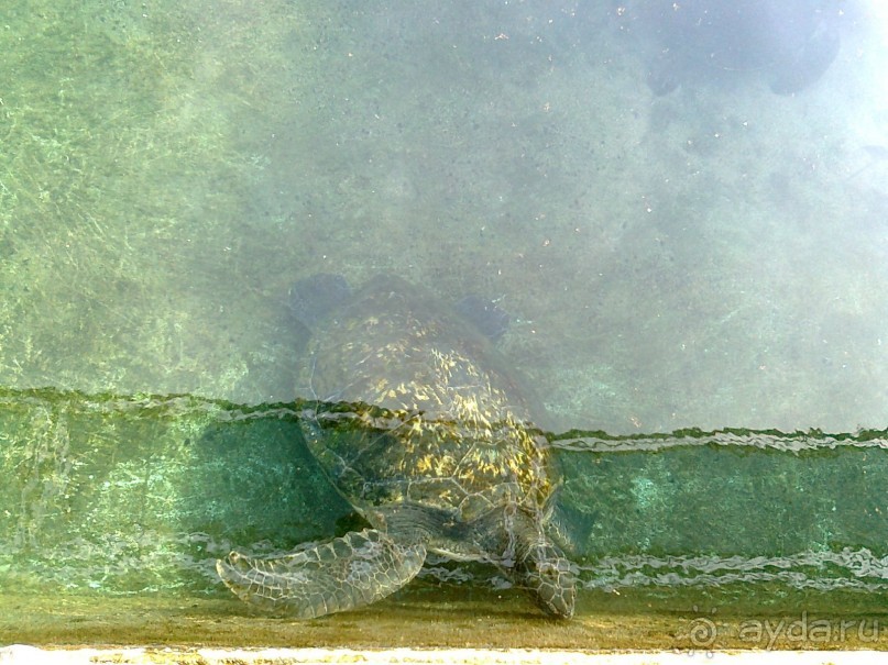 фото Comfort Hotel Eilat