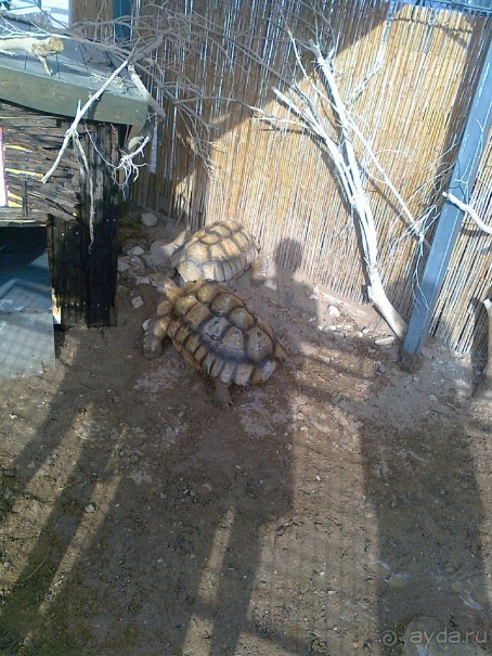 фото Comfort Hotel Eilat