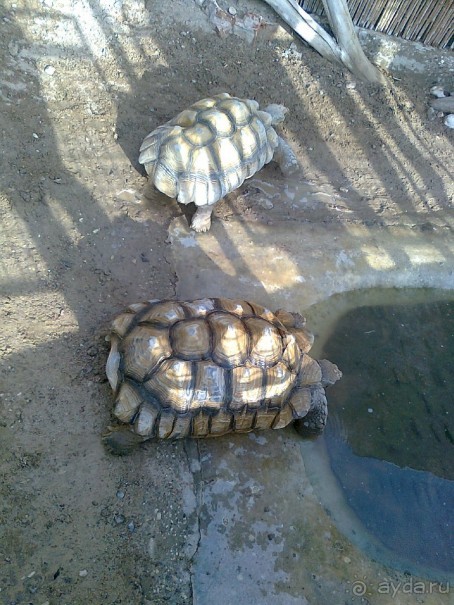 фото Comfort Hotel Eilat