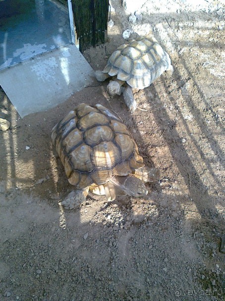 фото Comfort Hotel Eilat