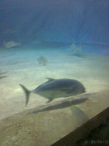 фото Comfort Hotel Eilat