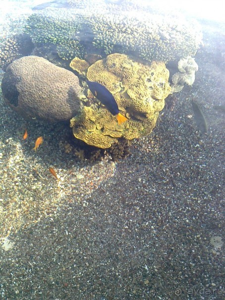 фото Comfort Hotel Eilat