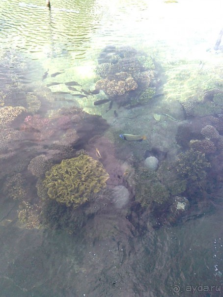 фото Comfort Hotel Eilat