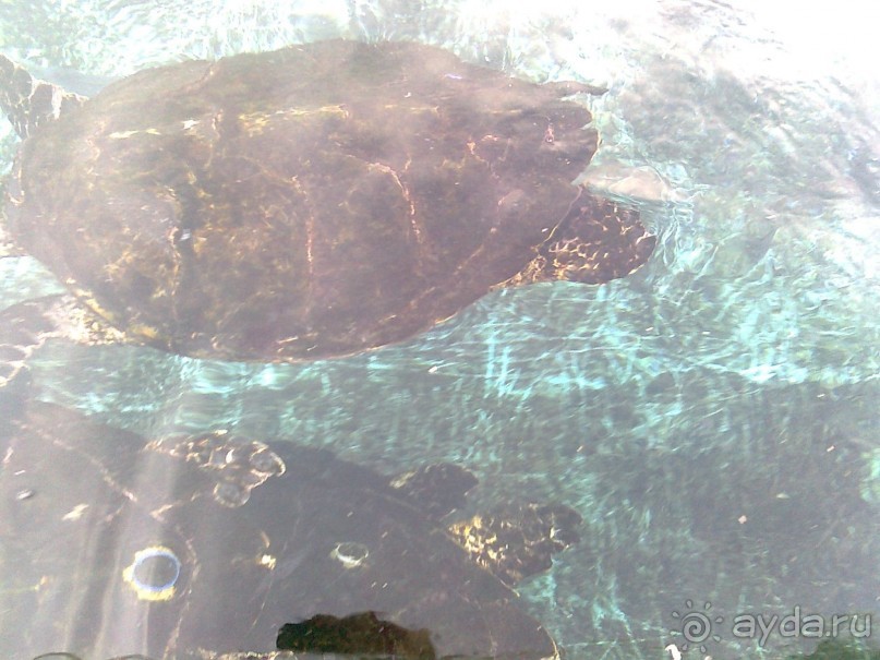 фото Comfort Hotel Eilat