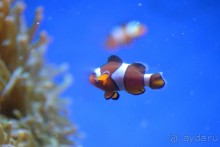 фото Sumus Hotel Monteplaya