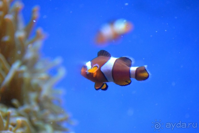 фото Dar Morjane