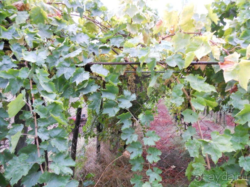 Эх, погода подвела!(