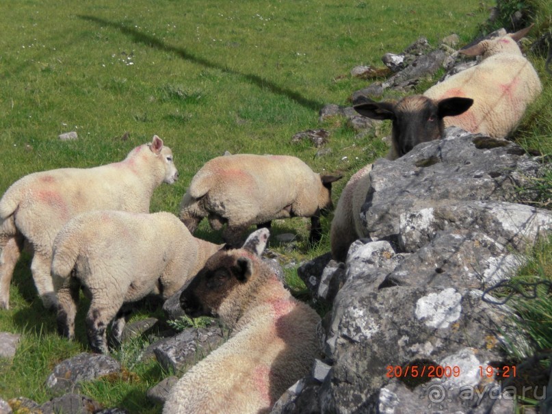 Овечки на вольном выпасе