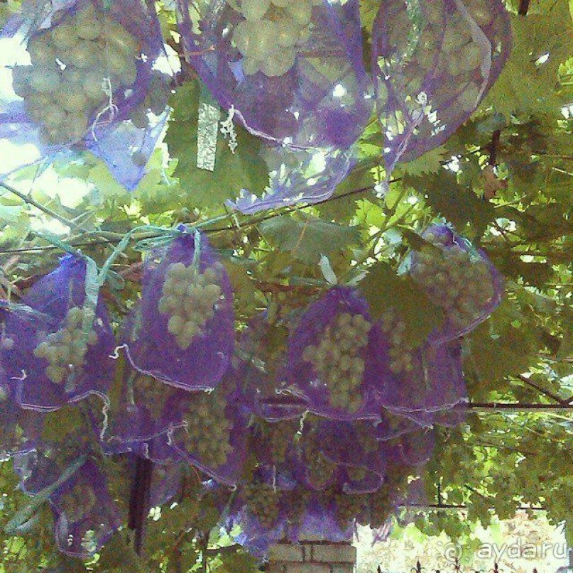 фото Южный Дворик