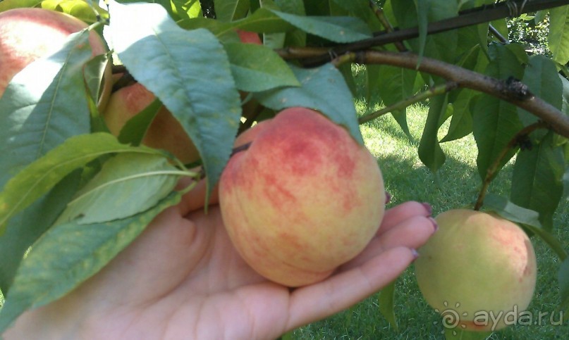 фото Южный Дворик