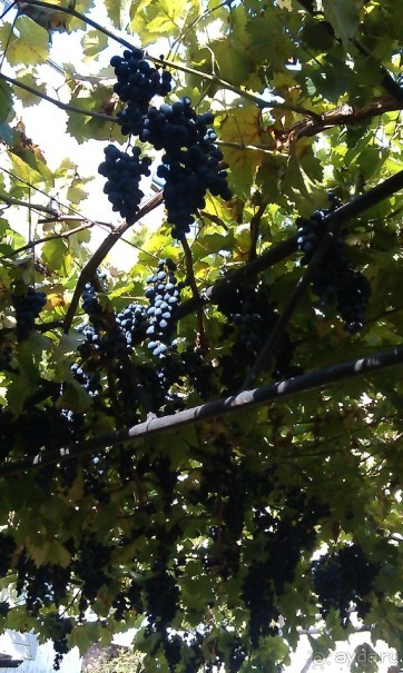 фото Южный Дворик