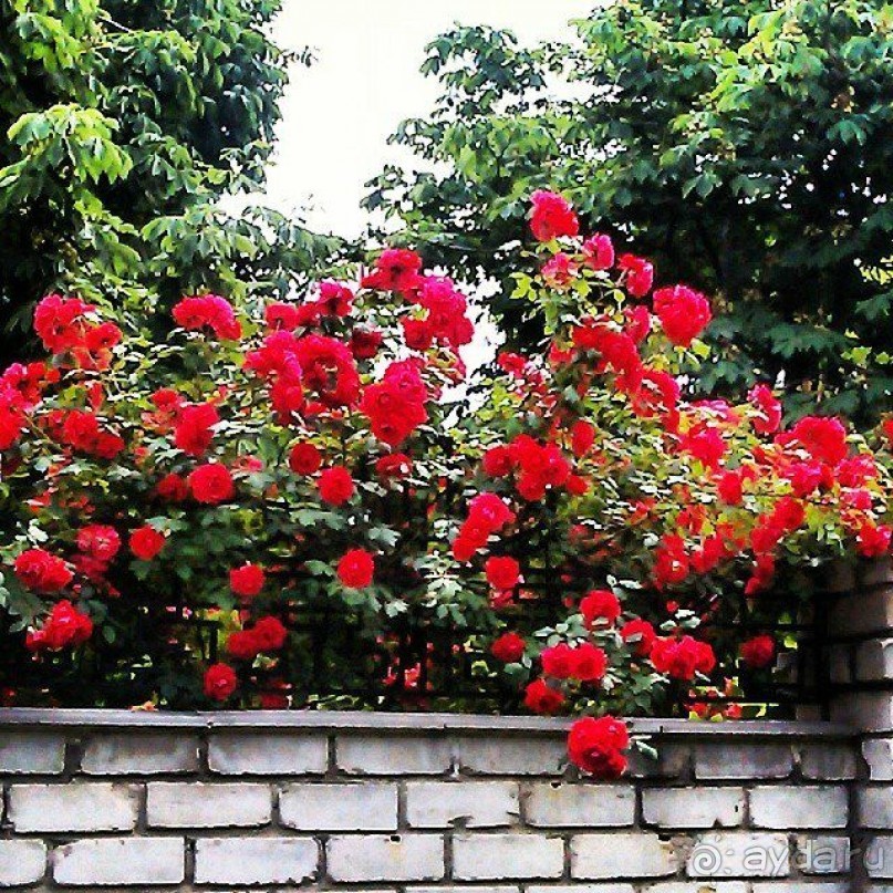 фото Южный Дворик