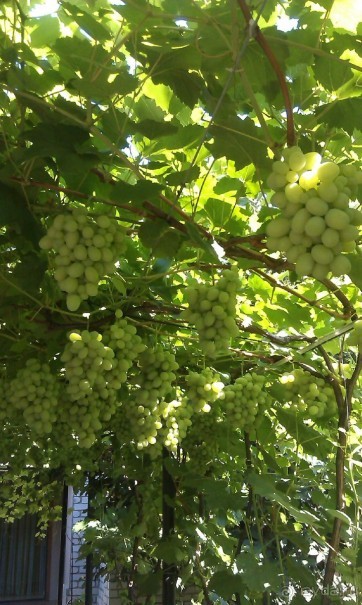 фото Южный Дворик