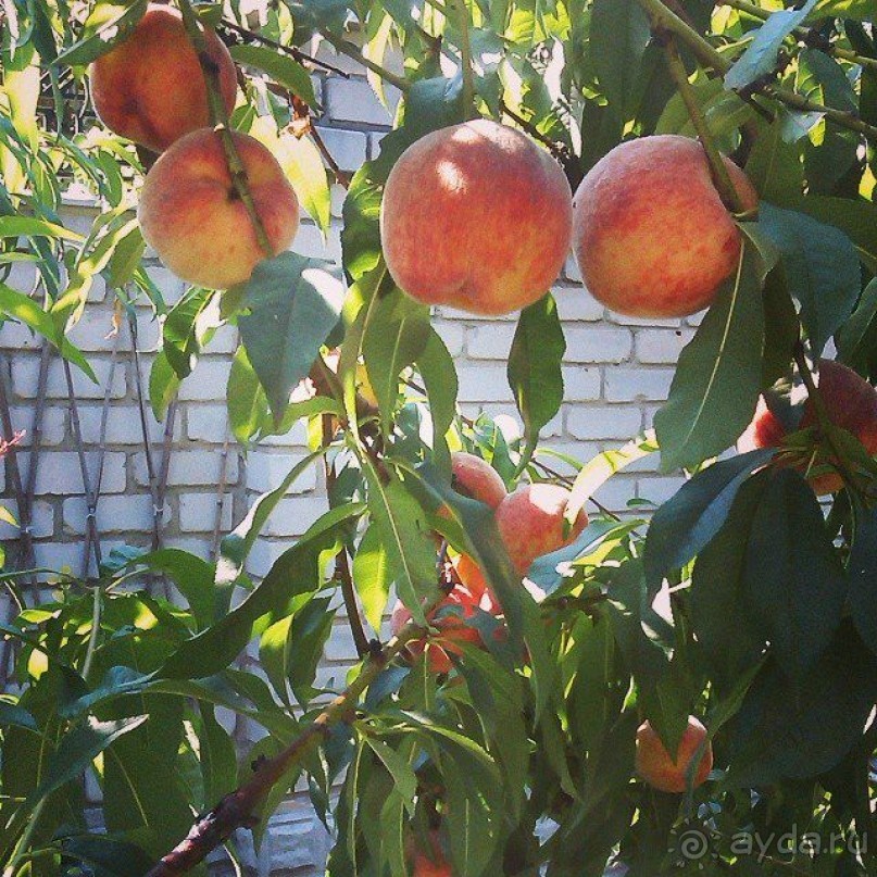 фото Южный Дворик