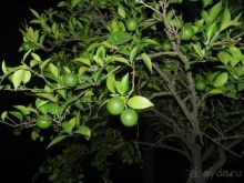 Твёрдая четвёрка