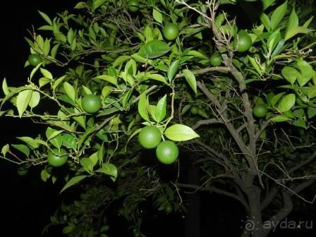 Твёрдая четвёрка