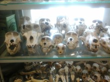 рай для коллекционеров