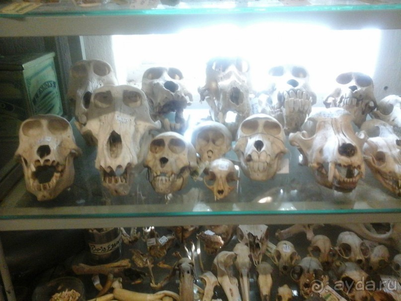 рай для коллекционеров