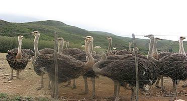 Маршрут R62-  маршрут  в страну чудес