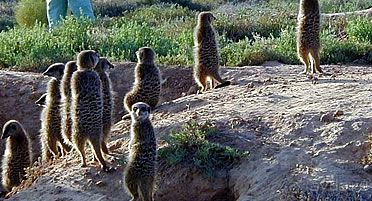 Маршрут R62-  маршрут  в страну чудес