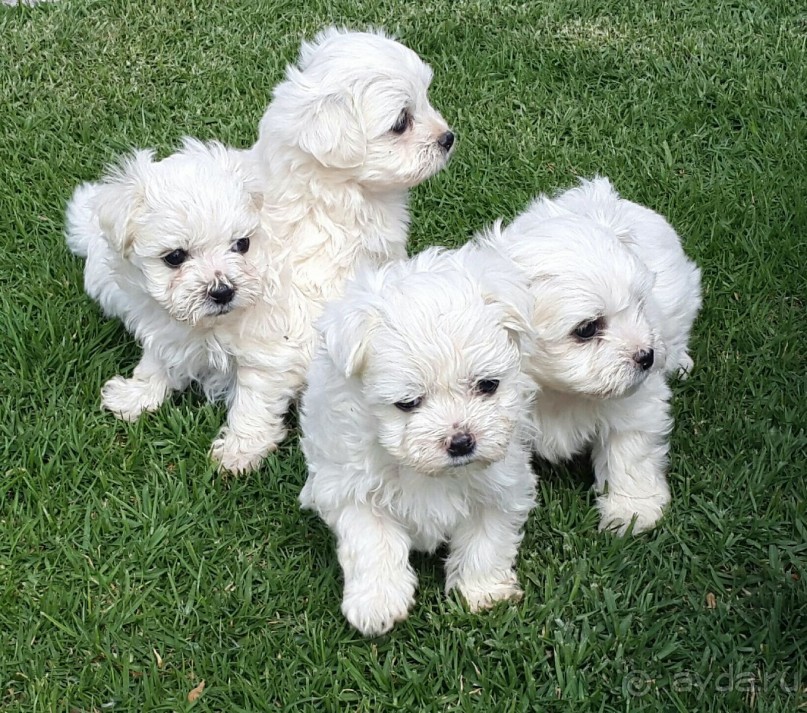 Дороже алмаза