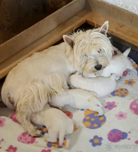 Дороже алмаза