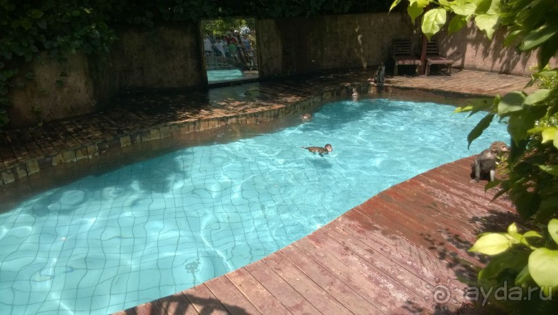 Цветущий остров страны Восходящего Солнца