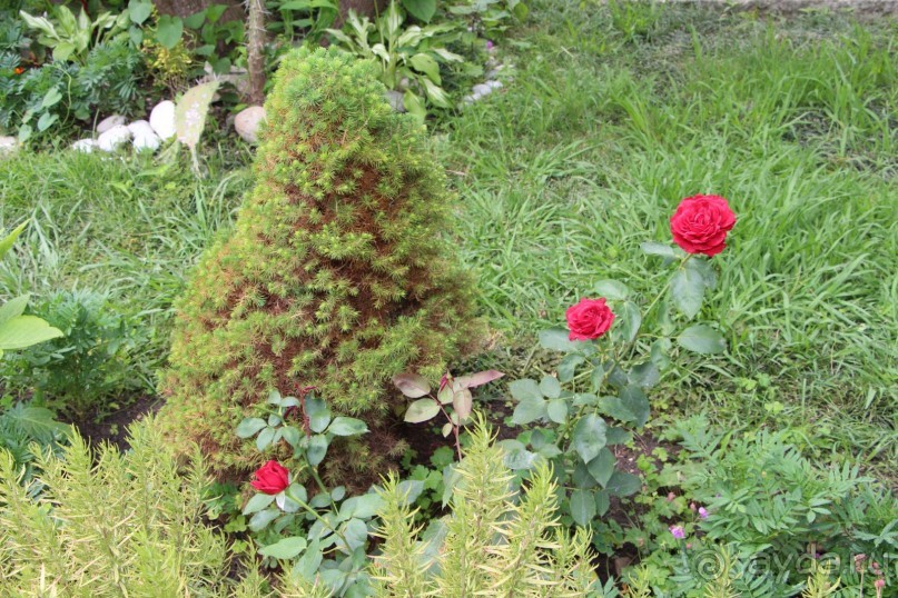 фото Жемчужина