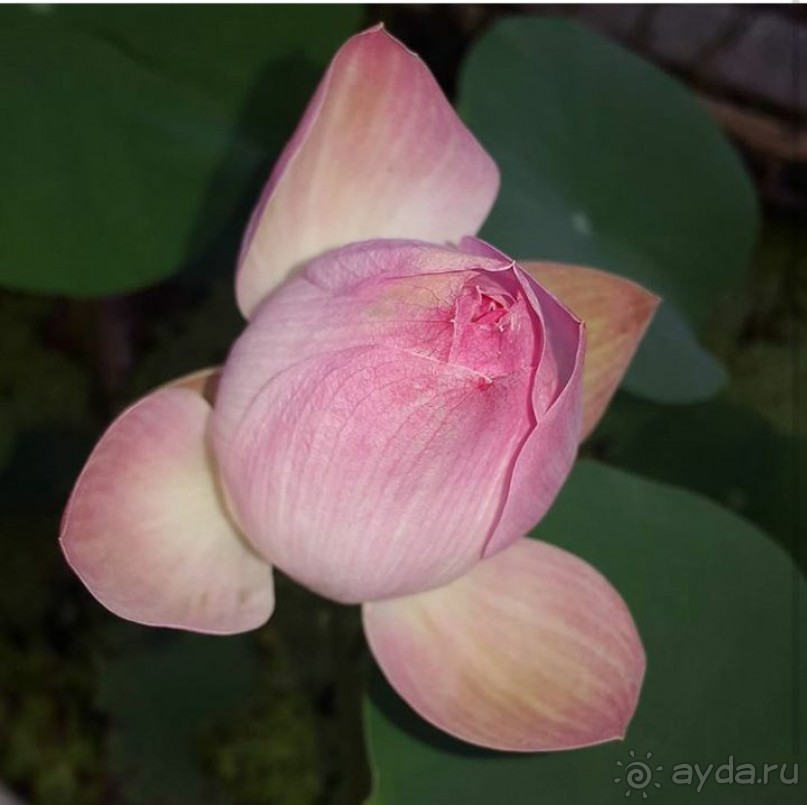 По следам октябрьской поездки в Тай (2016)